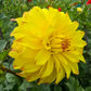 Parasol Dahlia