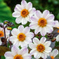 Bishop of Dover Dahlia