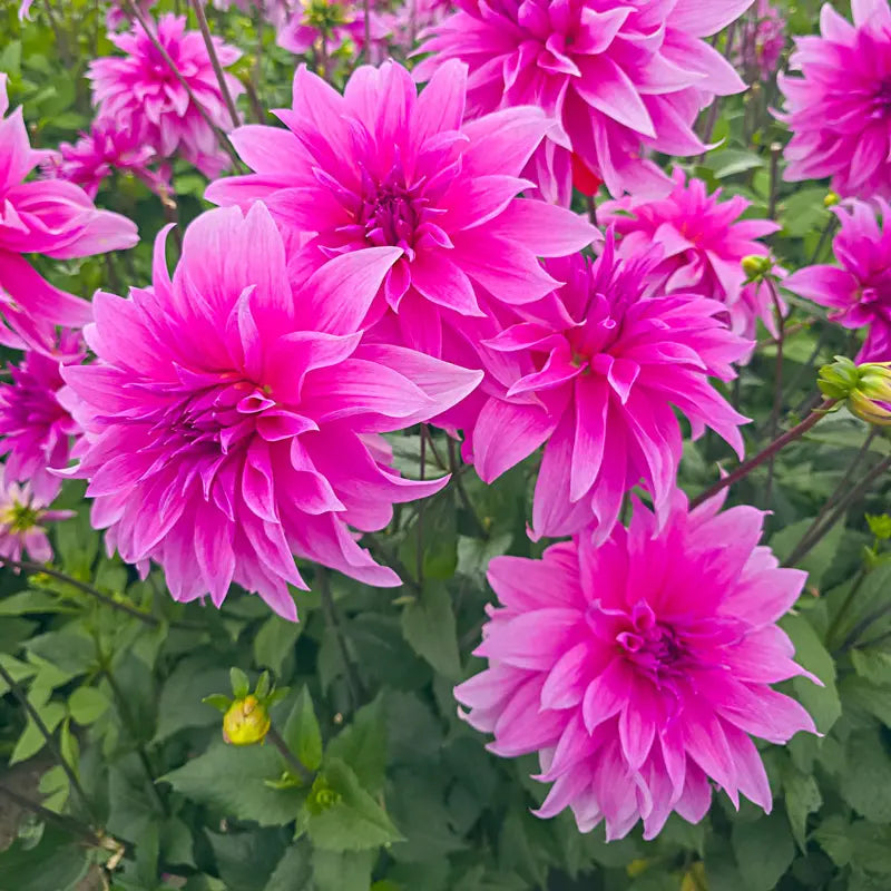 Babylon Lilac Dahlia