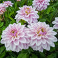 Sweet Surprise Dahlia