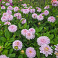 Sweet Surprise Dahlia