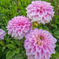 Sweet Surprise Dahlia