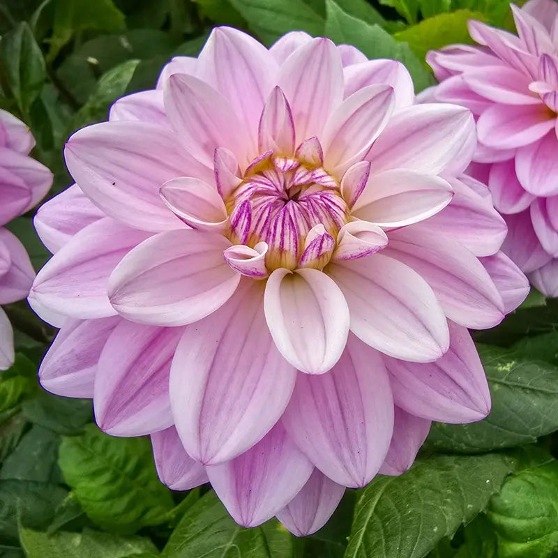 Sweet Surprise Dahlia