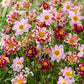 Berries and Cream Collerette Dahlia Mixture