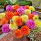 Tropical Punch Dahlia Mixture