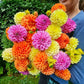 Tropical Punch Dahlia Mixture