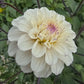Pencil Art Sugar Dahlia