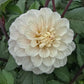 Pencil Art Sugar Dahlia