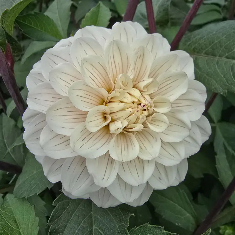 Pencil Art Sugar Dahlia