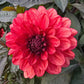Orient Express Dahlia