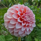 Peaches Dahlia