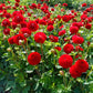 Nescio Dahlia