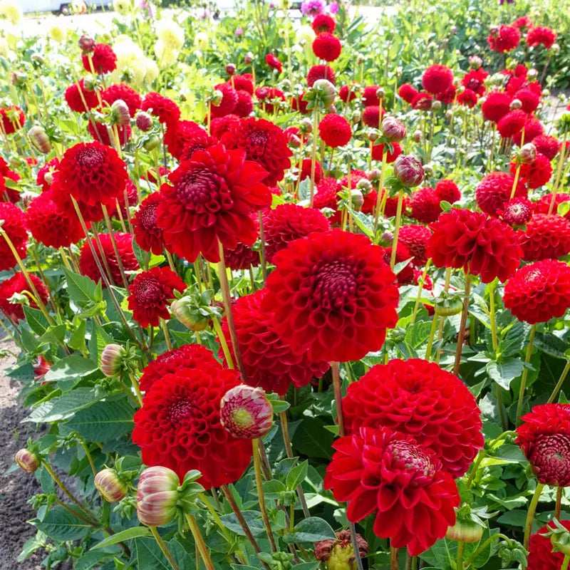 Nescio Dahlia