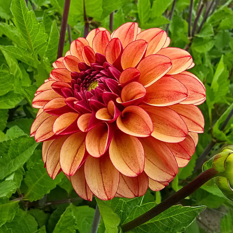 High Fidelity Dahlia