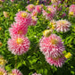 Just Married Dahlia
