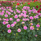 Wizard of Oz Dahlia