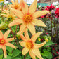 Dakota Dahlia