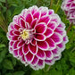 Jowey Paradise Dahlia