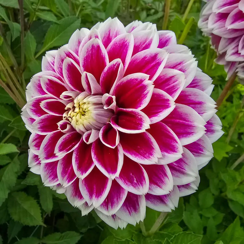Jowey Paradise Dahlia