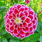 Jowey Paradise Dahlia