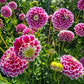 Jowey Paradise Dahlia