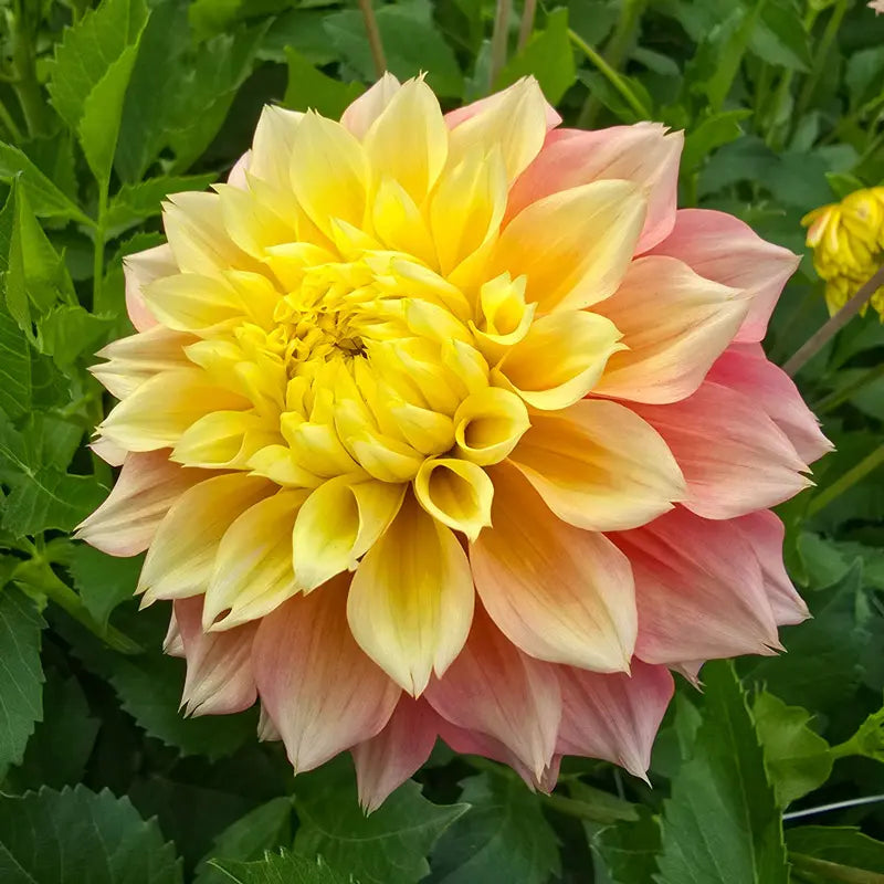Kogane Fubuki Dahlia