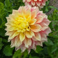 Kogane Fubuki Dahlia