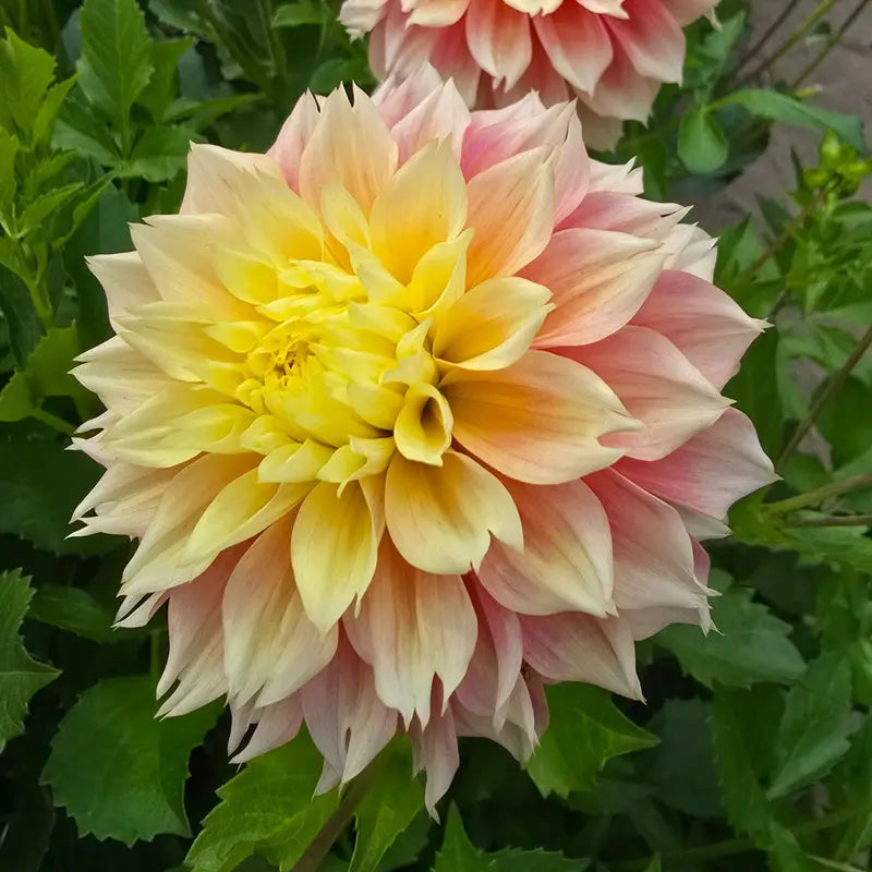Kogane Fubuki Dahlia