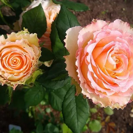 Duet Rose Seedlings Flower Seeds Perennial Growing Bonsai Corms Tubers Potted Planting Reblooming Fragrant Garden Roots Rhizomes Species Blooms Plant Bulbs Gardening Tree