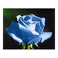 Blue Rose Seedlings Flower Seeds Perennial Growing Bonsai Corms Tubers Potted Planting Reblooming Fragrant Garden Roots Rhizomes Species Blooms Plant Bulbs Gardening Tree