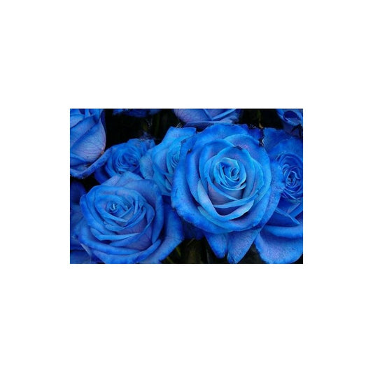 Blue Rose Seedlings Flower Seeds Perennial Growing Bonsai Corms Tubers Potted Planting Reblooming Fragrant Garden Roots Rhizomes Species Blooms Plant Bulbs Gardening Tree