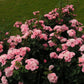 Bailando Rose Seedlings Flower Seeds Perennial Growing Bonsai Corms Tubers Potted Planting Reblooming Fragrant Garden Roots Rhizomes Species Blooms Plant Bulbs Gardening Tree