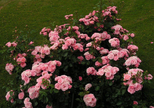 Bailando Rose Seedlings Flower Seeds Perennial Growing Bonsai Corms Tubers Potted Planting Reblooming Fragrant Garden Roots Rhizomes Species Blooms Plant Bulbs Gardening Tree