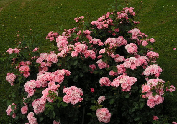 Bailando Rose Seedlings Flower Seeds Perennial Growing Bonsai Corms Tubers Potted Planting Reblooming Fragrant Garden Roots Rhizomes Species Blooms Plant Bulbs Gardening Tree