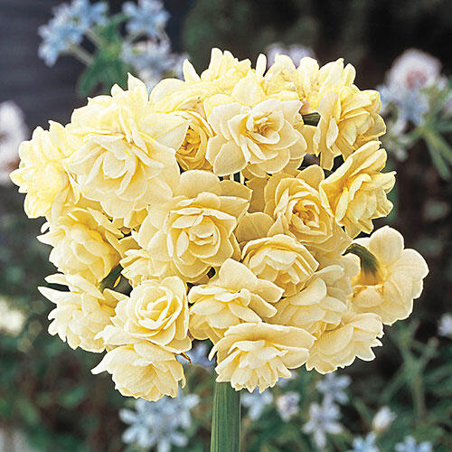Summer Cheer Daffodil Narcissus Bulbs Blooms Species Growing Bonsai Roots Rhizomes Corms Tubers Potted Planting Reblooming Fragrant Garden Flower Seeds Plant