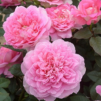 Borneo Odore Rose Seedlings Flower Seeds Perennial Growing Bonsai Corms Tubers Potted Planting Reblooming Fragrant Garden Roots Rhizomes Species Blooms Plant Bulbs Gardening Tree