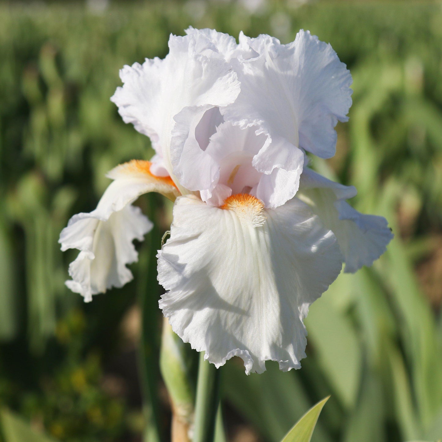 Bearded Iris - Califlora Eternal Bliss (Reblooming)