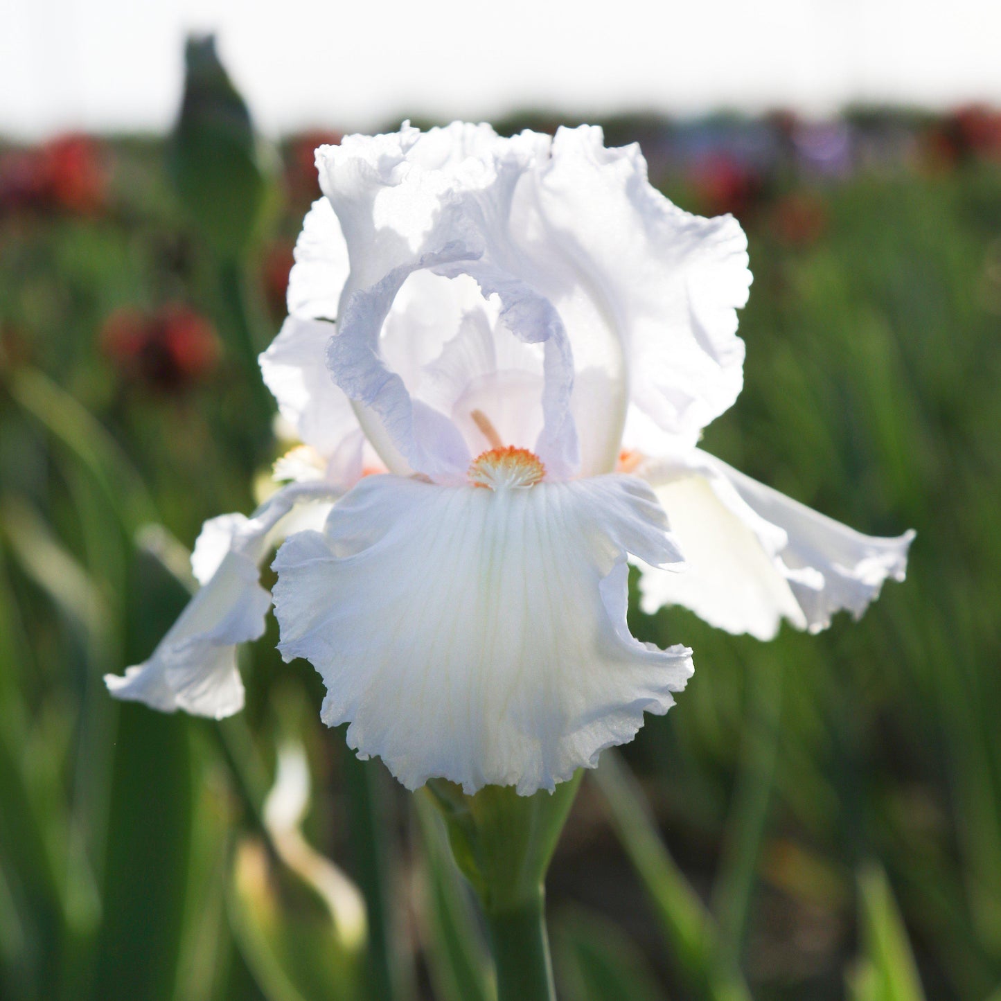Bearded Iris - Califlora Eternal Bliss (Reblooming)