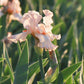 Bearded Iris - Califlora Priscilla of Corinth (Reblooming)
