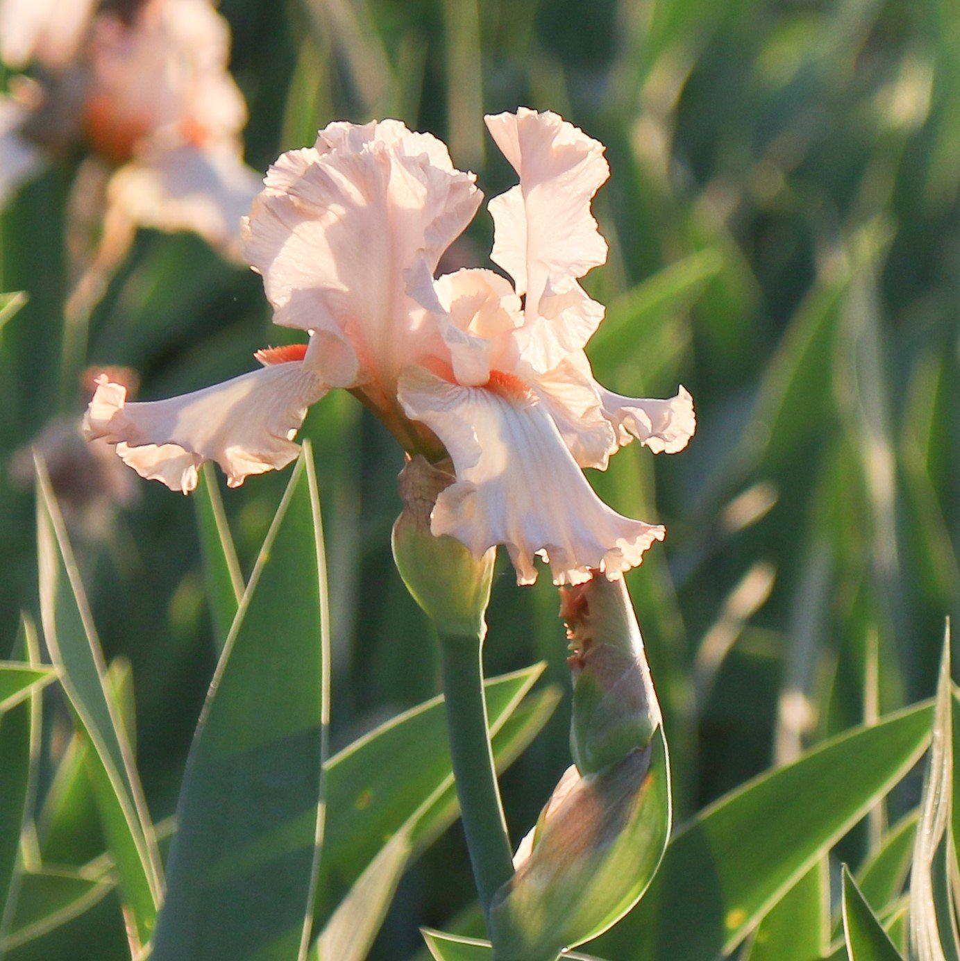 Bearded Iris - Califlora Priscilla of Corinth (Reblooming)