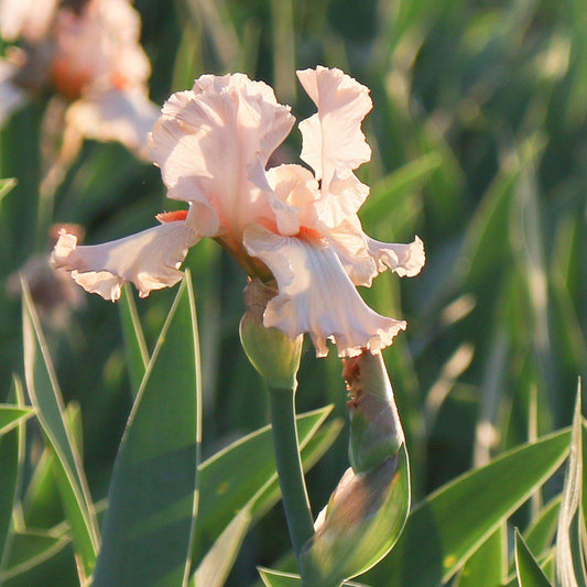 Bearded Iris - Califlora Priscilla of Corinth (Reblooming)