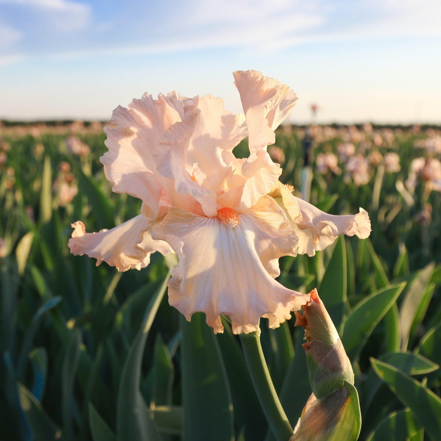 Bearded Iris - Califlora Priscilla of Corinth (Reblooming)