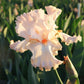 Bearded Iris - Califlora Priscilla of Corinth (Reblooming)