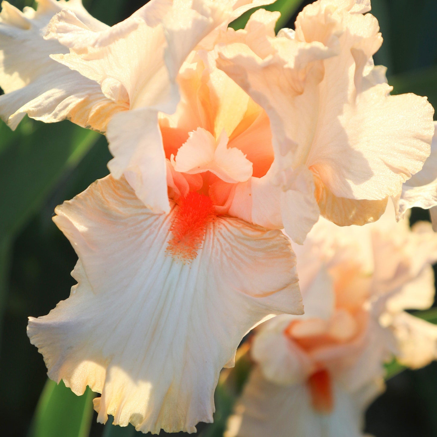 Bearded Iris - Califlora Priscilla of Corinth (Reblooming)