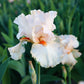Bearded Iris - Califlora Priscilla of Corinth (Reblooming)