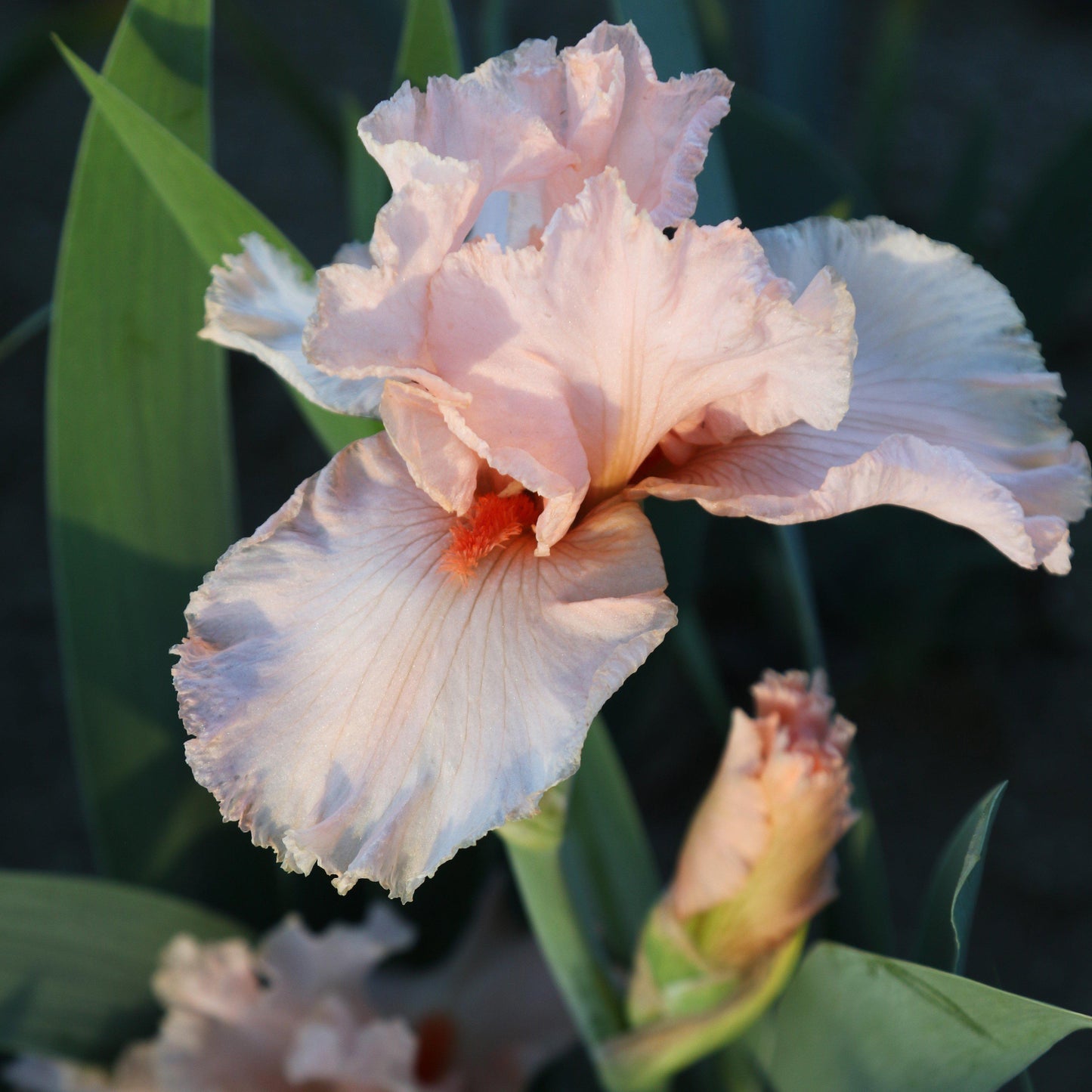 Bearded Iris - Califlora Priscilla of Corinth (Reblooming)