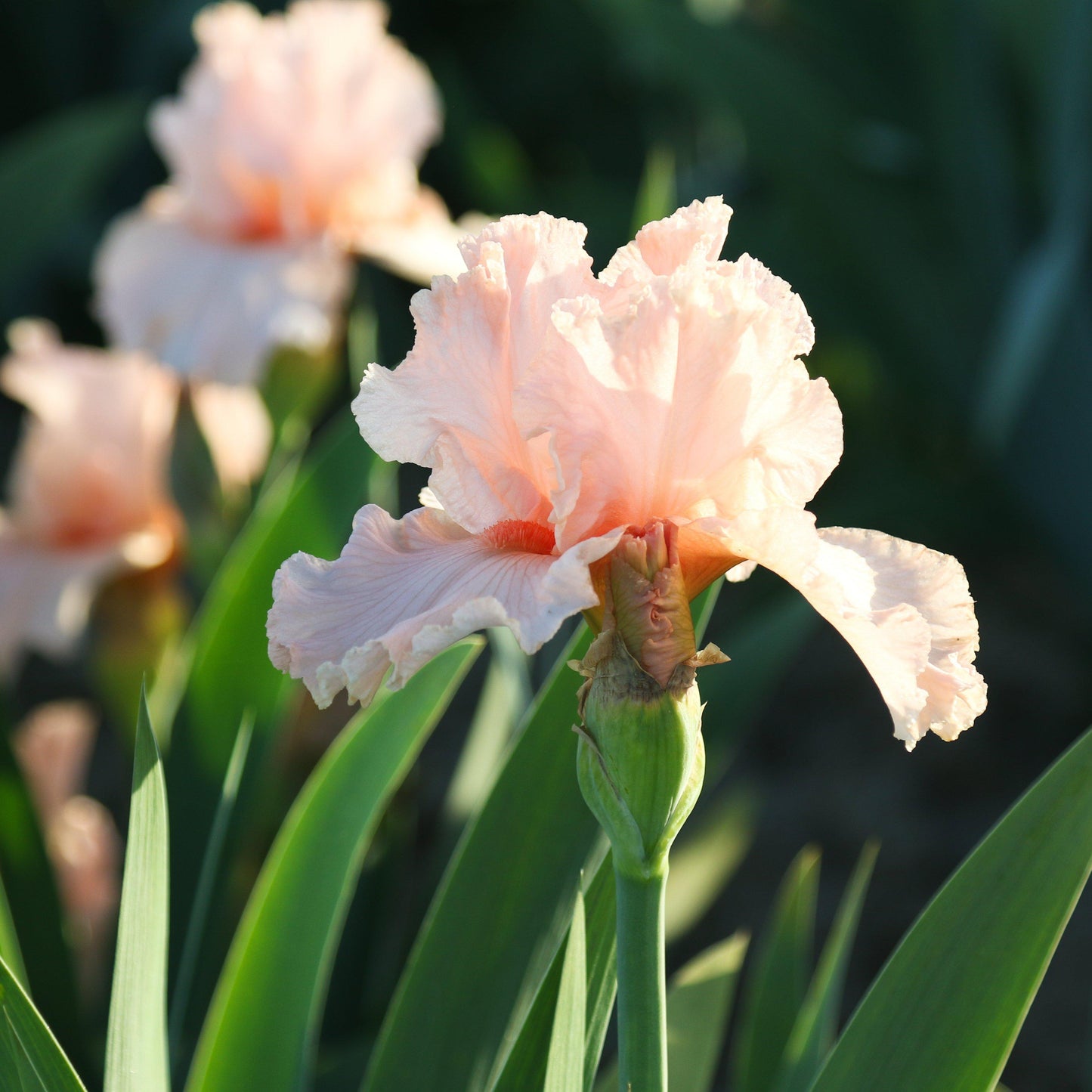 Bearded Iris - Califlora October Splendor (Reblooming)