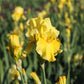 Bearded Iris - Califlora Pleasant Peasant (Reblooming)