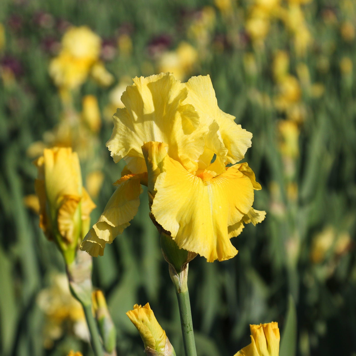 Bearded Iris - Califlora Pleasant Peasant (Reblooming)