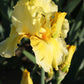 Bearded Iris - Califlora Pleasant Peasant (Reblooming)